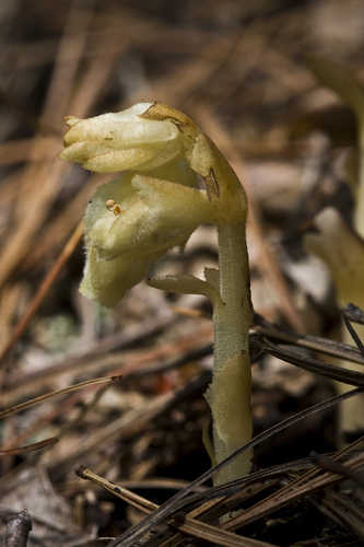 Hypopitys monotropa #13